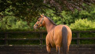 First winner comes at Goodwood for Royal Ascot hero Circus Maximus