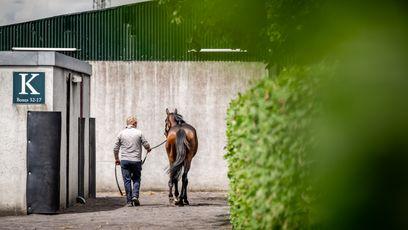 Racing Welfare seeking community engagement officer to work with stud and breeding community