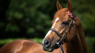 'It's always difficult with these middle-distance horses' - the rapid and remarkable rise of Cheveley Park Stud star