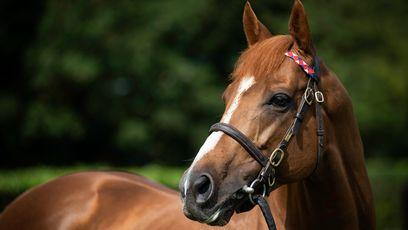 'It's always difficult with these middle-distance horses' - the rapid and remarkable rise of Cheveley Park Stud star