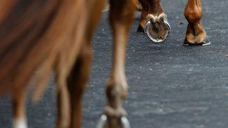 Abattoir featured in last week's RTE Investigates programme 'now fully suspended' reveals minister